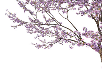Foreground branch on a transparent background
