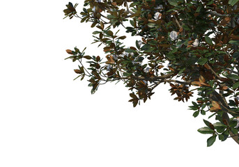 Foreground branch on a transparent background
