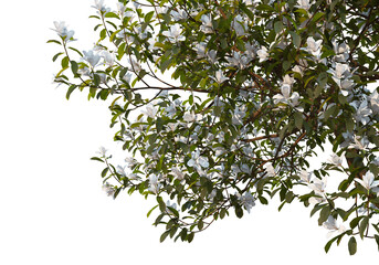 Foreground branch on a transparent background
