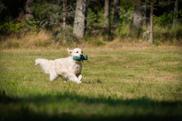 Beautiful golden retriever dog carrying a training dummy in its mouth