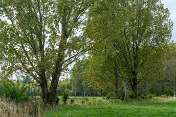 IJssel river landscape outside De Steeg in The Netherlands with trees, canals, and fields