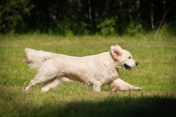 Obraz na płótnie Canvas Beautiful golden retriever dog carrying a training dummy in its mouth