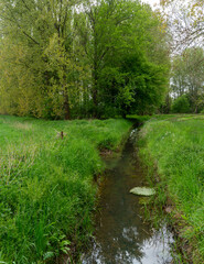 Fototapeta premium Ditch along het Broek (swamp) outisde of De Steeg in The Netherlands