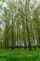 Obraz premium View over the forest in Het Broek near De Steeg in The Netherlands.