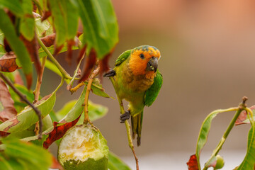 Papagei St. Thomas Sittich