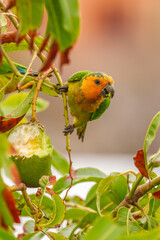 Papagei St. Thomas Sittich