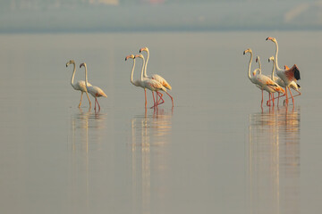 Fototapeta premium Greater flamingo warming its wings before flight