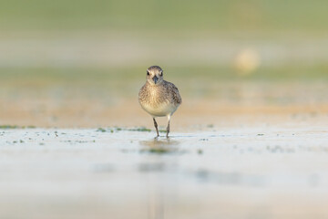 Portrait of grey plover