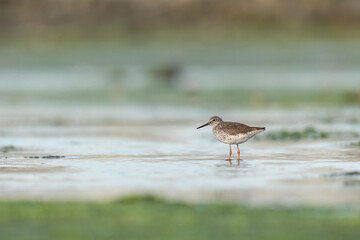 Side view of common redshank