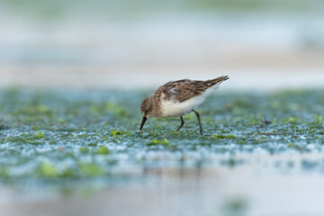 Dunlin hunting for worms in green moss