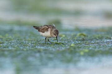 Dunlin searching for food in green moss