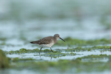 Closeup of Dunlin