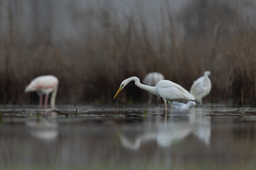 Great Egret hunting in the swamp