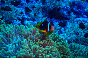 anemone fish, clown underwater orange fish sea background aquarium