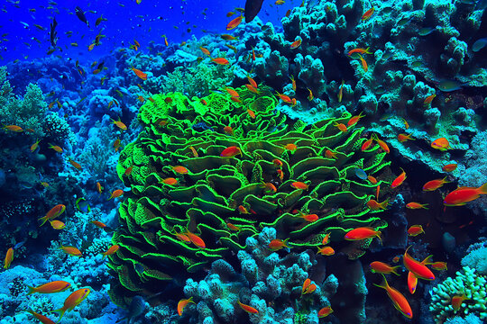 coral reef background, underwater marine life ecosystem ocean sea