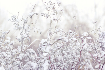 Grass of bushes with first snow, snowy landscape, gentle neutral purple monochrome background, winter onset concept
