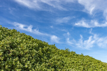 green field and blue sky