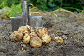 shovel and potato tubers in the garden