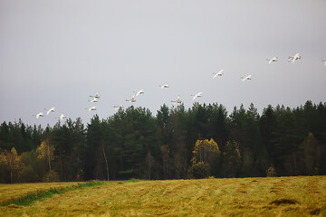 autumn landscape, a flock of swans in the forest, migratory birds, seasonal migration in October