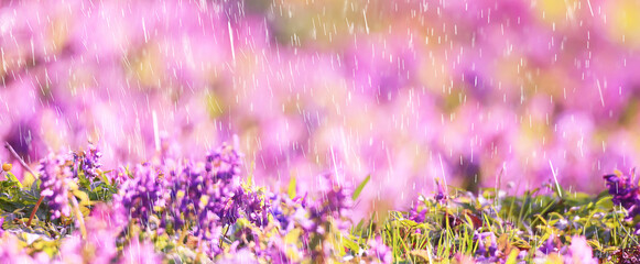 spring wild flowers rain drops abstract background