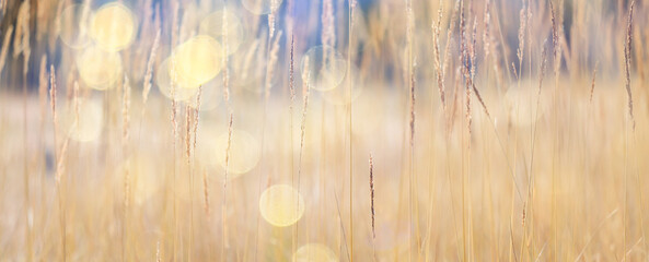 dry grass sun rays background wind nature landscape freedom