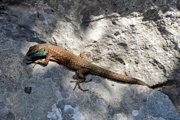 Blue-throated Keeled Lizard // Pracht-Kieleidechse (Algyroides nigropunctatus) - Montenegro