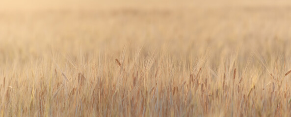 grain harvest background crisis farming