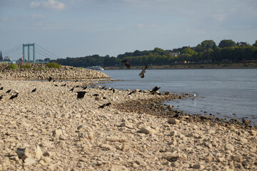 Fototapeta na wymiar dry shore of rhine river in Cologne at extremly low tide, caused by rainless summer