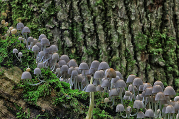 toadstool mushrooms toxic psychedelic dangerous ecosystem