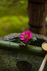 京都　圓光寺　手水鉢と椿