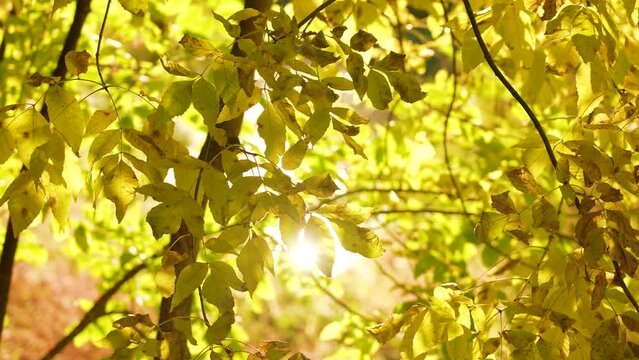 Beautiful sunny autumn landscape. 4k stock video footage of sunny yellow, orange trees and sun light shining through colorful leaves. Seasonal foliage in city park. Natural fall season background 