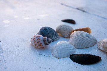 seashells on the beach table