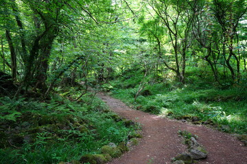 Fototapeta premium fine pathway through fresh green forest