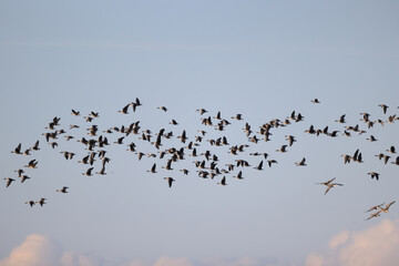 geese flock against the sky freedom wildlife birds