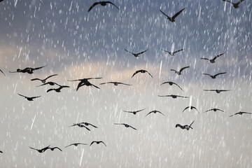 migratory geese flock in the spring in the field