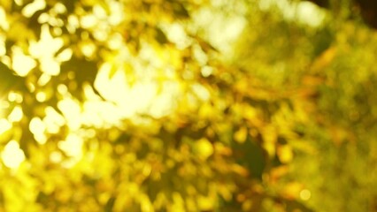 Beautiful sunny autumn landscape. 4k stock video footage of sunny yellow, orange trees and sun light shining through colorful leaves. Seasonal foliage in city park. Natural fall season background 