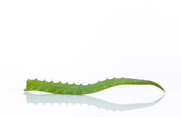 Green aloe vera twig isolated on white background