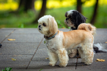 Shih Tzu - a breed of toy dogs, Walking in the park