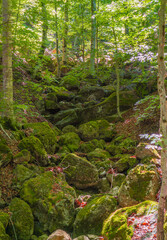 Obraz premium Monte Amiata (Italy) - In Val d'Orcia, Tuscany region, soar the Amiata mount, an ancient volcano, now a tourist beech forest with a monumental summit cross and rocks for climbing.