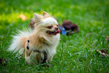 Funny little chihuahua-type dog breed walks in the park.
