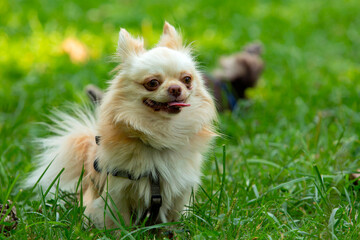 
Funny little chihuahua dog plays on the grass.