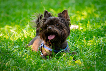 Funny Yorkshire terrier of chocolate color plays on the grass.