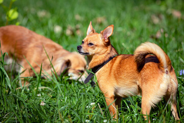 
Funny little chihuahua dog plays on the grass.
