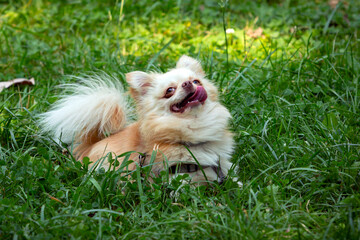 Fototapeta na wymiar Funny little chihuahua dog plays on the grass.