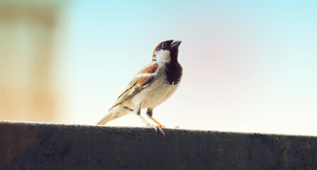 bird on a fence, sparrow, bird on a wire