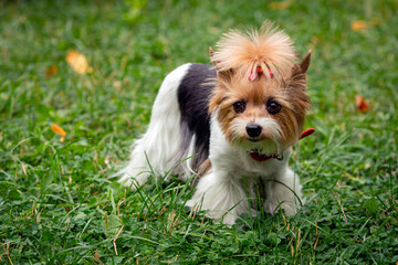 Funny Yorkshire terrier puppy is playing on the grass.