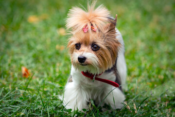 Funny Yorkshire terrier puppy is playing on the grass.