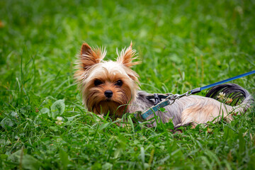 Funny Yorkshire terrier puppy is playing on the grass.