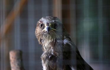 eagle in zoo cage, close-up