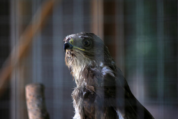 eagle in zoo cage, close-up